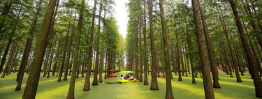 El bosque que en realidad es un lago y todos sus árboles están perfectamente alineados