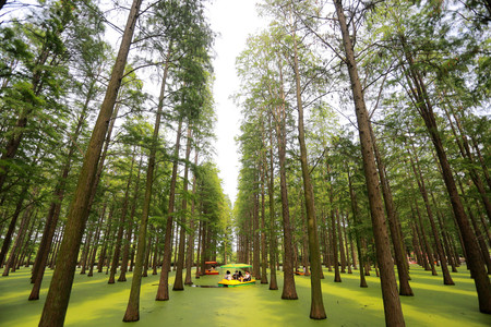 El bosque que en realidad es un lago y todos sus árboles están perfectamente alineados