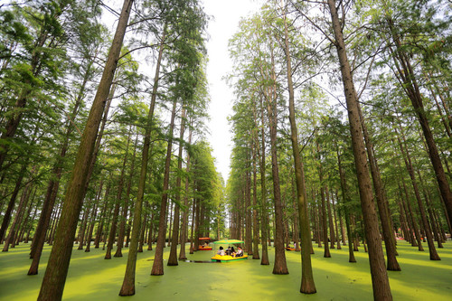 El bosque que en realidad es un lago y todos sus árboles están perfectamente alineados