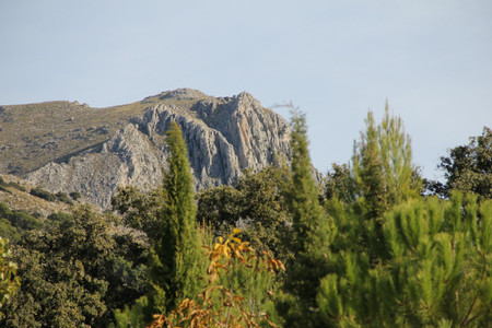 arboles-sierra-magina-jaen