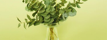 Cómo plantar eucalipto en casa: la planta aromática favorita que perfuma y es fácil de cuidar