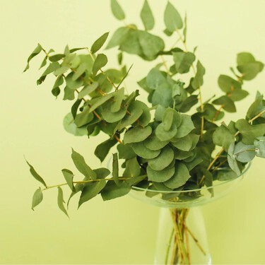 Cómo plantar eucalipto en casa: la planta aromática favorita que perfuma y es fácil de cuidar