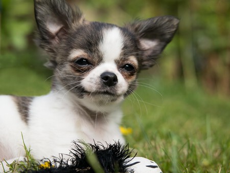 Chihuahua 810789 1280