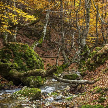 EL secreto mejor guardado de León es un hayedo centenario con una ruta espectacular para hacer en otoño