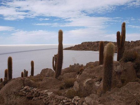 Paisajes impactantes: una isla de cactus en un desierto de sal