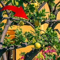 El árbol perfecto en México: da frutos todo el año, no requiere muchos cuidados y no levanta sus raíces 