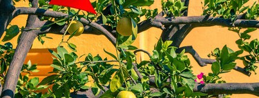El árbol perfecto en México: da frutos todo el año, no requiere muchos cuidados y no levanta sus raíces 