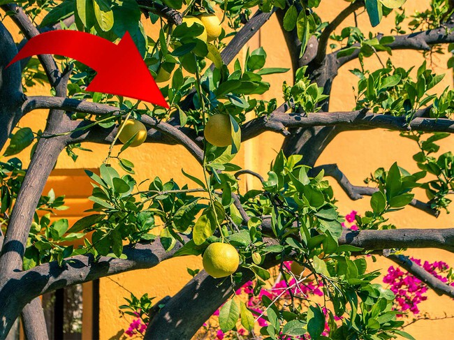 El Arbol Perfecto En Mexico Limonero Consejos