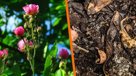 Cómo lograr que tus rosales exploten de flores este verano, con este ingrediente de cocina