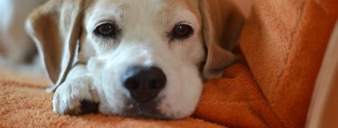 Los caseros de Reino Unido tendrán que aceptar a los animales de compañía de sus inquilinos por ley 