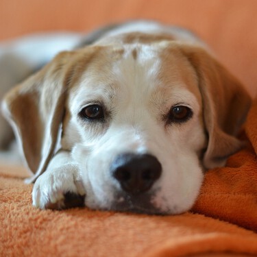 Los caseros de Reino Unido tendrán que aceptar a los animales de compañía de sus inquilinos por ley 