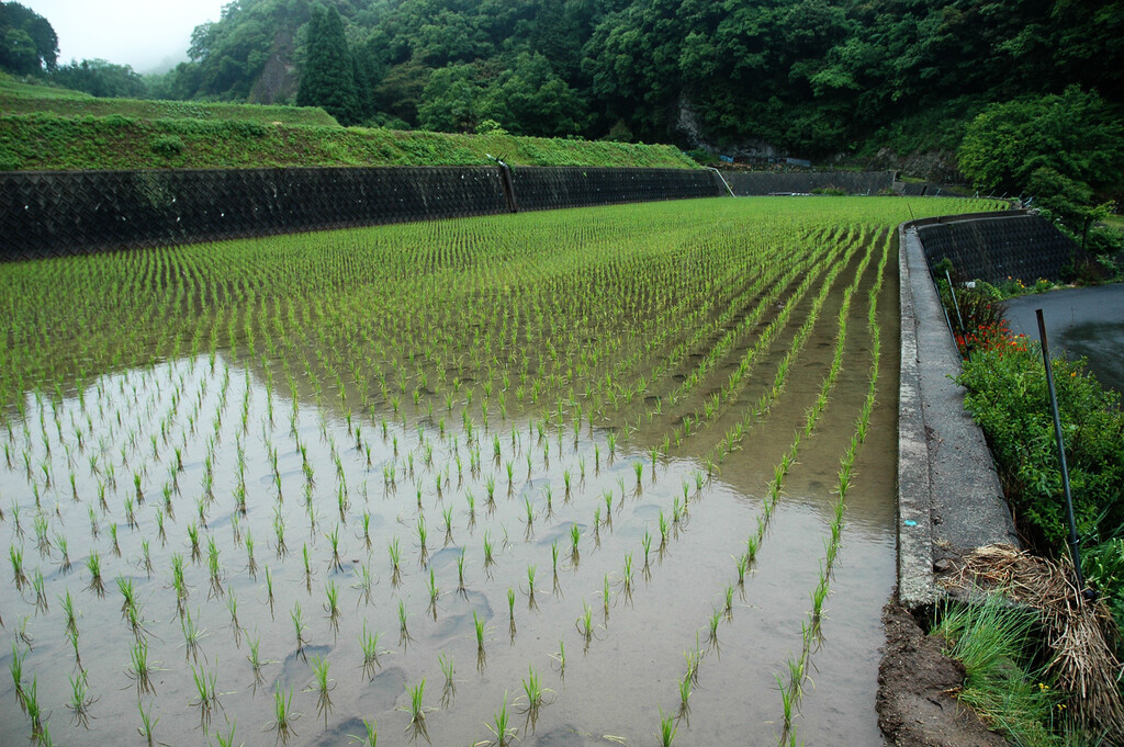 Japón afronta su peor crisis del arroz en décadas agravada por el turismo récord. Y eso nos dice mucho sobre su economía