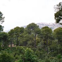 Um engenheiro espanhol reflorestou 5.000 hectares da Sierra Espuña, disparando sementes com uma espingarda; 135 anos depois, é um gigantesco Parque Regional 