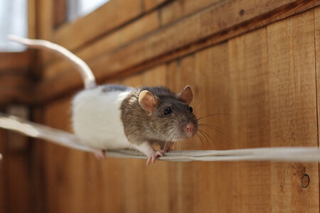 Una rata haciendo equilibrio sobre una cuerda