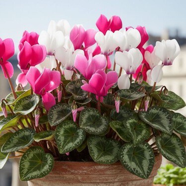 Ciclamen en maceta: la planta de sombra que florece en otoño y llena de color cualquier espacio pequeño