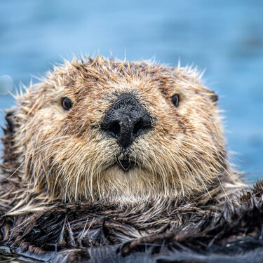Nadie sabe quién soltó 18 castores en España tras siglos extintos. Ahora han llegado a Cataluña y quizá no sea tan mala noticia 