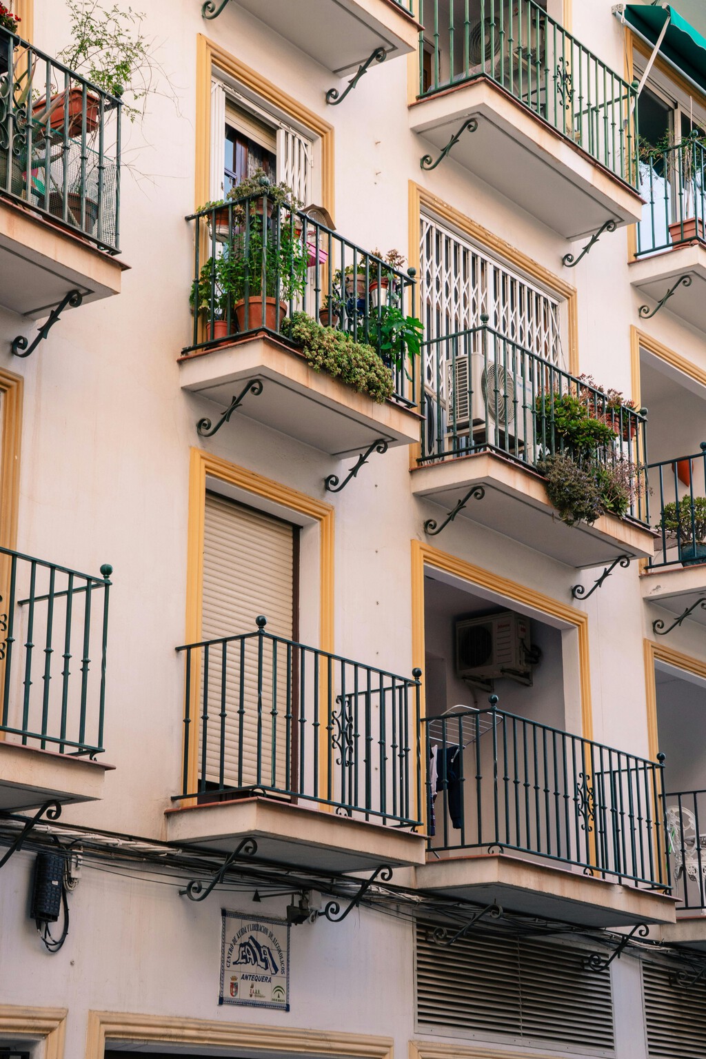 Esta planta es ideal para tener en el balcón o la terraza de casa. Espanta los mosquitos, aguanta el calor y no necesita mucho riego 