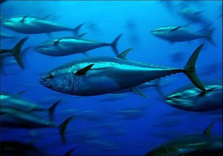 atun-rojo1.jpg