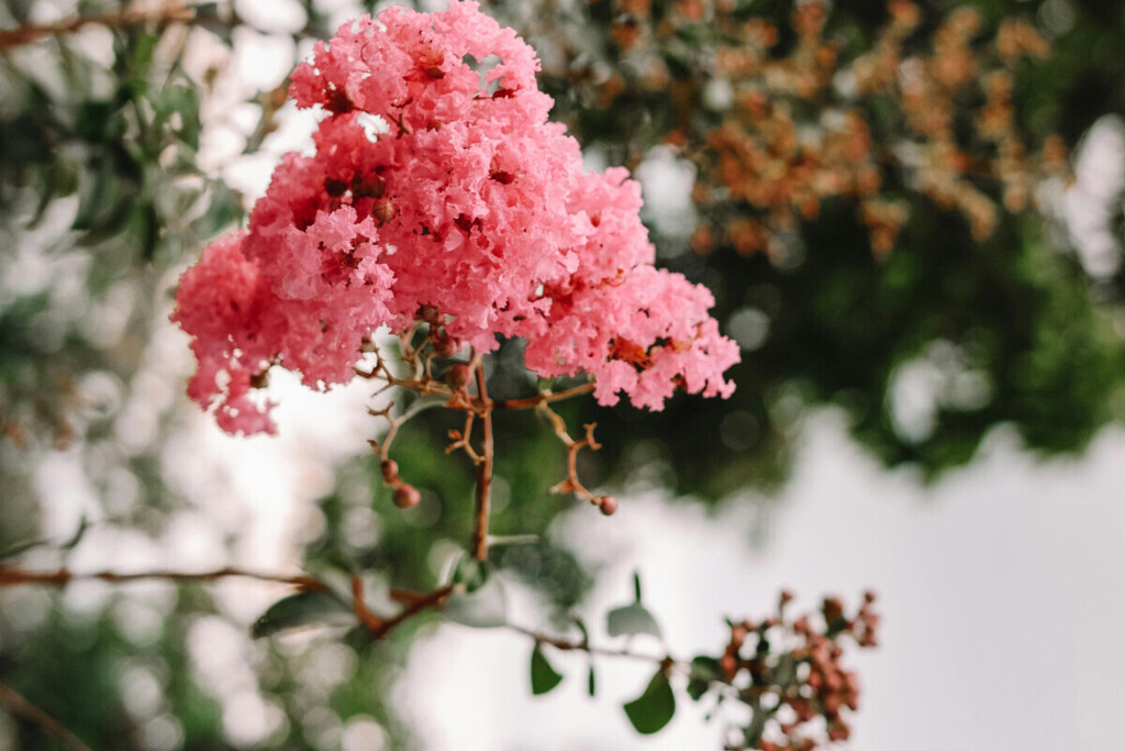 Puede crecer hasta tres metros de altura y florecer 120 días al año. Esta planta es una de las favoritas de los jardineros