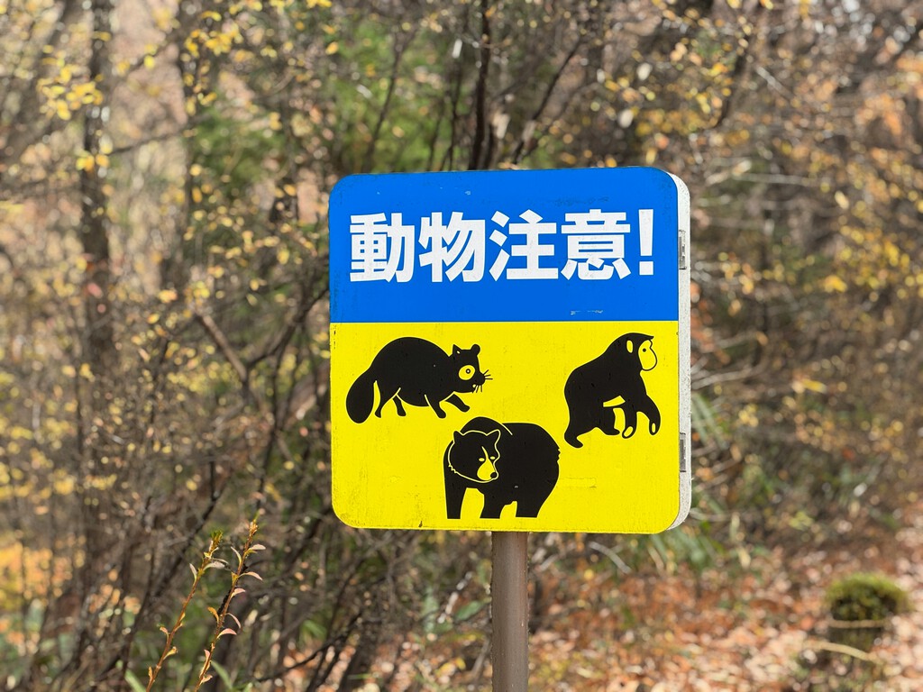 Japón está tan desesperada por sus osos que permitirá a los cazadores abatirlos en ciudades. Problema: se queda sin cazadores