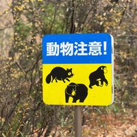 Ante el mayor aluvión de osos salvajes que se recuerda, Japón ha tomado una medida: cacerías de emergencia