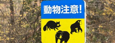 Ante el mayor aluvión de osos salvajes que se recuerda, Japón ha tomado una medida: cacerías de emergencia