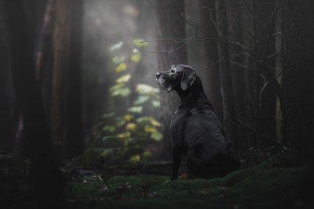 dogoftheyear