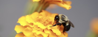 Las plantas no tienen oídos, pero hay indicios de que oyen cuando se acerca un insecto polinizador 