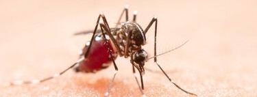 La última novedad de Lidl es una mosquitera corredera y extensible: se instala fácilmente en minutos sin usar taladros