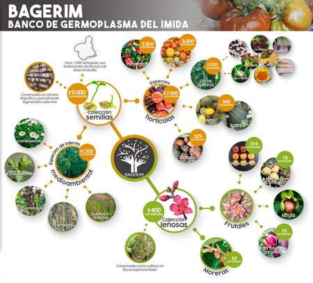 Bagerim