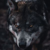 Lobos de 5 mil anos atrás redefinem o que sabíamos sobre domesticação dos cães e outros animais 