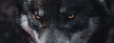 Lobos de 5 mil anos atrás redefinem o que sabíamos sobre domesticação dos cães e outros animais 
