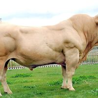 A raça de vacas Rubia Gallega está desaparecendo devido a um problema natural: a qualidade do seu sêmen 