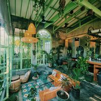 En Lidl hoy las plantas verdes fáciles de cuidar para decorar todos los rincones tu casa y purificar el aire