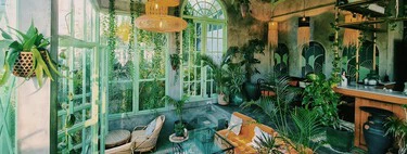 Viernes 26: En Lidl las plantas verdes fáciles de cuidar para decorar todos los rincones tu casa y purificar el aire