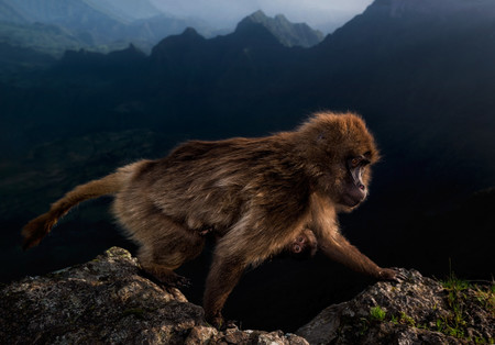 C Riccardo Marchegiani Wildlife Photographer Of The Year