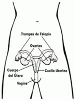 Creado el primer ovario artificial