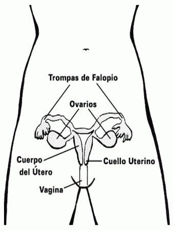 Creado el primer ovario artificial