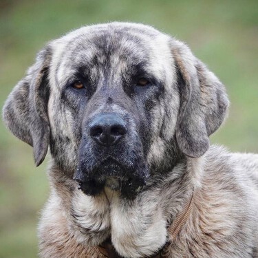 El mastín español, un perro guardián, de gran tamaño y que puede adaptarse bien a todo tipo de familias
