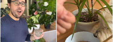 Cómo hacer abono natural con cáscaras de alimentos que consumes a diario: el truco secreto de un experto