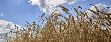 El campo español amenazado: esto implicaría la entrada de Ucrania en la UE 