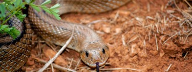 Siete formas naturales y sencillas para mantener las serpientes siempre lejos de casa