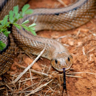 Siete formas naturales y sencillas para mantener las serpientes siempre lejos de casa