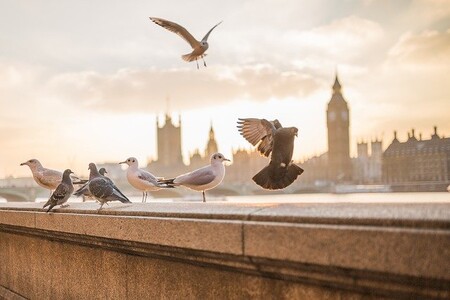 Los animales también pueden llegar a procrastinar tal y como lo hacen los humanos