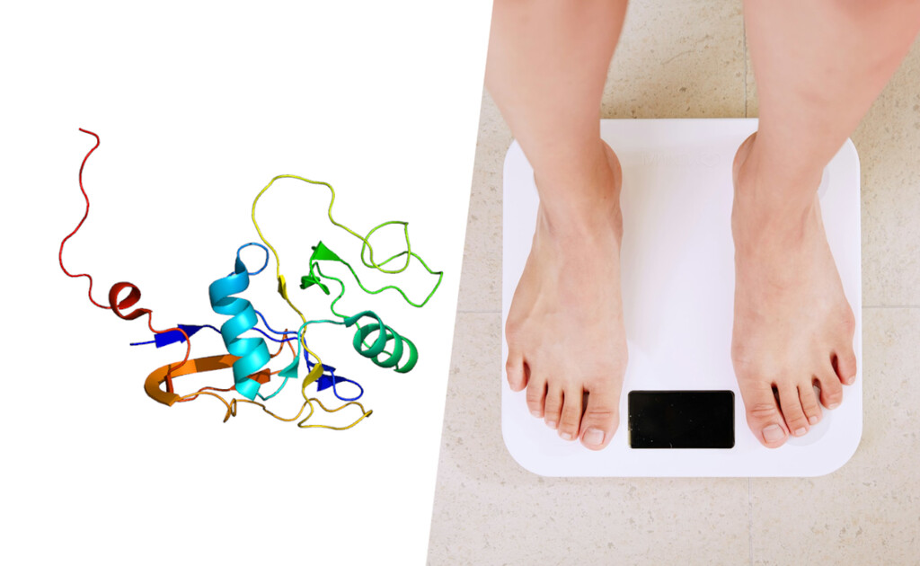 Los científicos han hallado en una proteína la llave de la obesidad: ratones que no engordan aunque consuman una dieta grasa