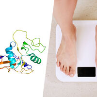 Los científicos han hallado en una proteína la llave de la obesidad: ratones que no engordan aunque consuman una dieta grasa