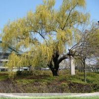 Hibakujumoku: as árvores que sobreviveram a bombas atômicas 