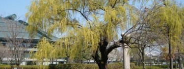 Hibakujumoku: as árvores que sobreviveram a bombas atômicas 