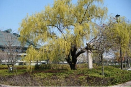 Salgueiro Chorão localizado em Hiroshima. Créditos: Green Legacy Hiroshima