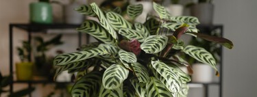 Aldi lanza mañana sábado un soporte para plantas ideal para dar un toque diferente al salón o a la terraza: cuesta menos de 10 euros